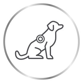 Ikona e një qeni me dermatofitozë e Canesten®